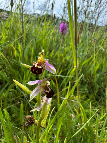Bee Orchid