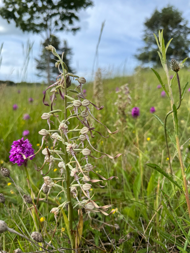 Lizard Orchid