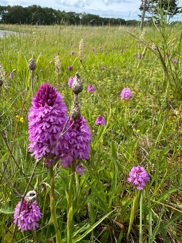pyramidal orchid