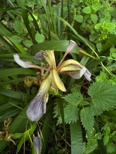 Stinking iris