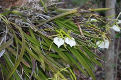 Brassavola nodosa