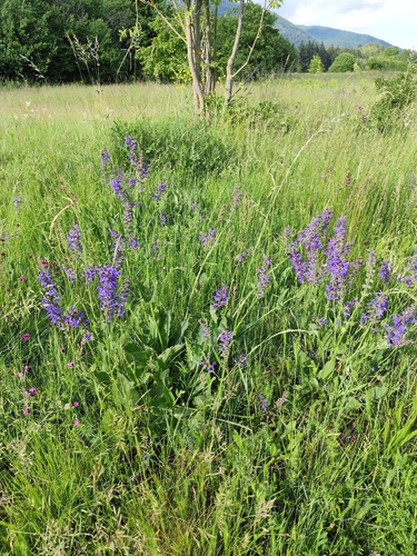 Meadow Sage