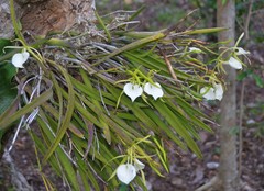 Brassavola nodosa