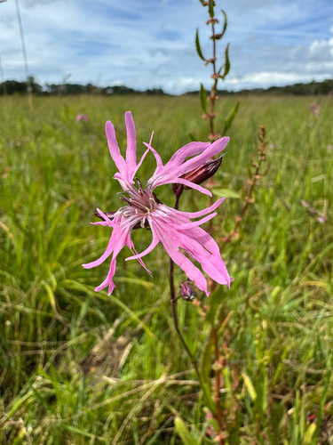ragged-robin