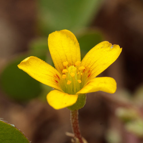 Creeping Woodsorrel