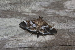 Desmia ufeus