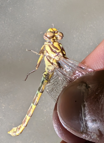 Large Pincertail