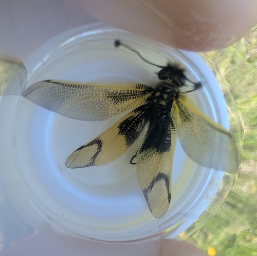 Libelloides longicornis