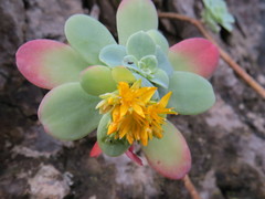Sedum palmeri