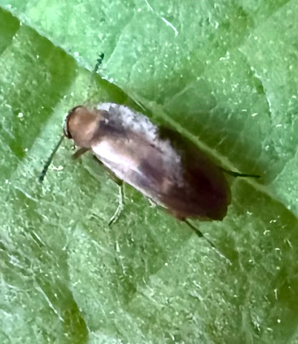 Anaspis maculata