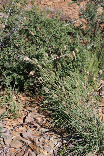 Fingerhuthia africana, photograph 2