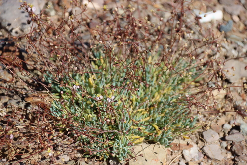 Kewa salsoloides, photograph 3