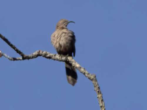 Toxostoma crissale