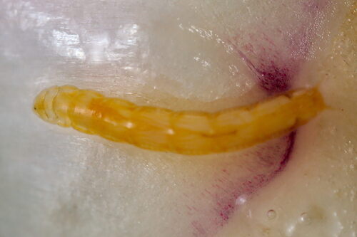 Dicerura iridis