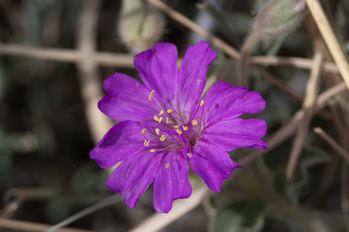 Allionia incarnata