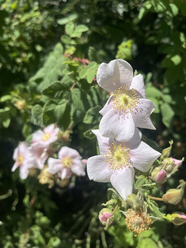iNaturalist observation photo of California Wild Rose