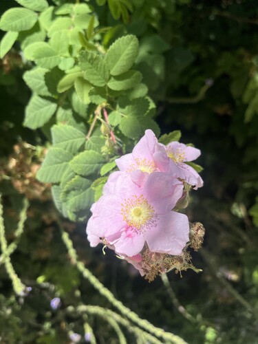 iNaturalist observation photo of California Wild Rose