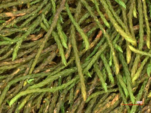 Pseudoleskeella catenulata, 2026-06-02
