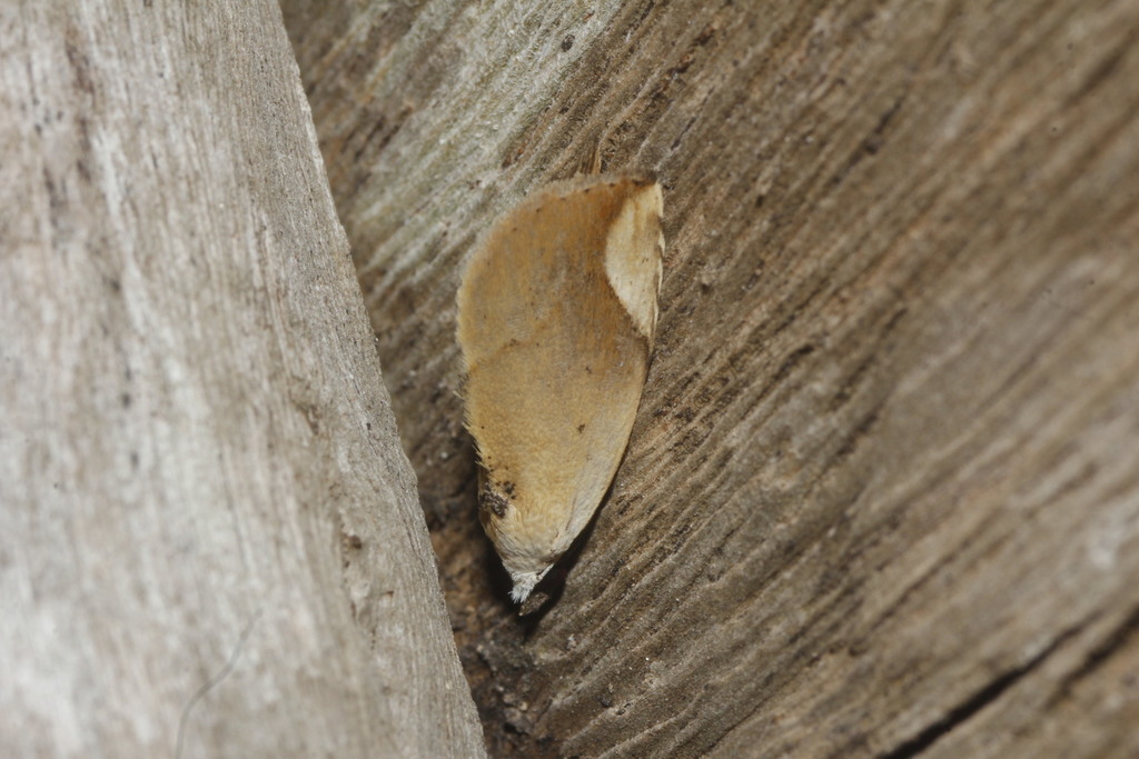 Leucotela nigripalpis