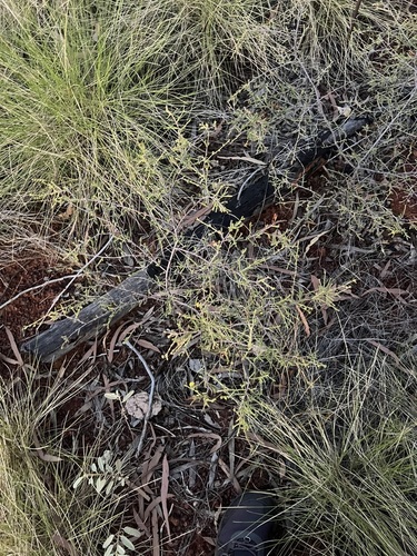 Acacia galioides observed 2026-05-16