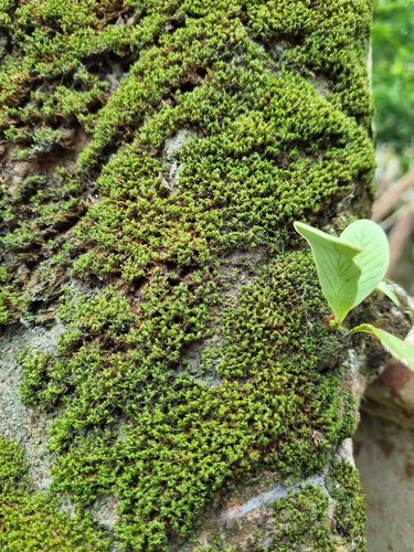 Vinealobryum insulanum observed 2026-06-08