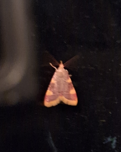 Clover Hayworm Moth