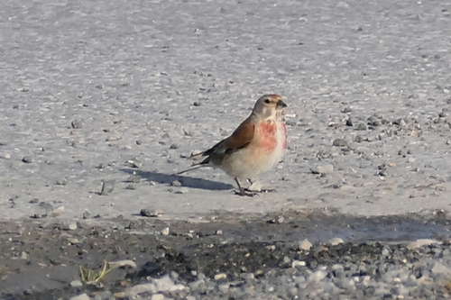 Eurasian Linnet