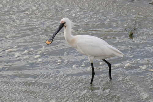 Eurasian Spoonbill