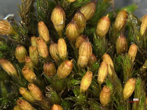 Orthotrichum cupulatum observed 2026-06-02