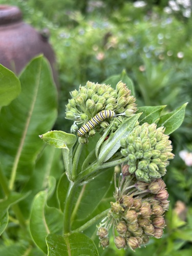 Monarch Butterfly