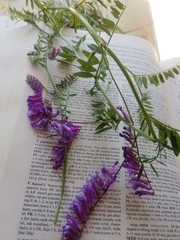 Vicia villosa villosa
