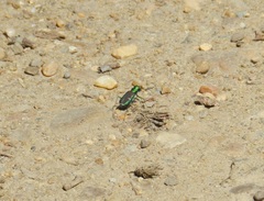 Cicindela splendida