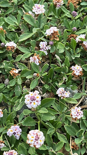 turkey tangle frogfruit