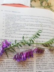 Vicia villosa villosa
