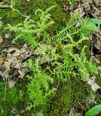 Sedum pulchellum, photograph author not stated, no rights reserved