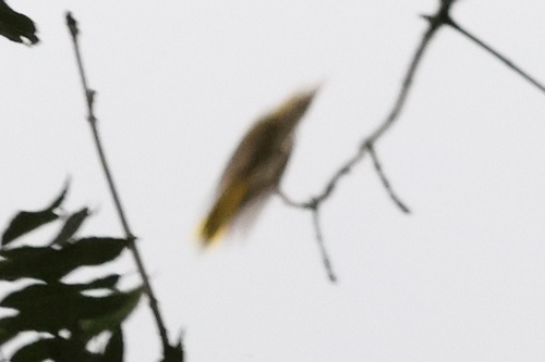 Eurasian Golden Oriole