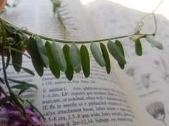 Vicia villosa villosa