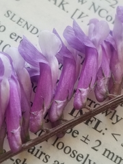 Vicia villosa villosa