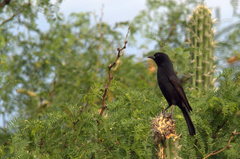 Oreopsar bolivianus