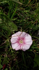 Convolvulus durandoi image