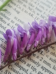 Vicia villosa villosa