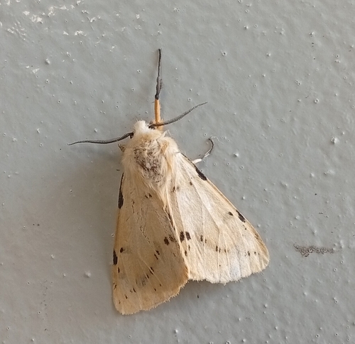 Buff Ermine