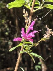 (c) Juan Carlos Pérez Magaña, some rights reserved (CC BY-SA) Salvia iodantha, photograph (c) Juan Carlos Pérez Magaña, some rights reserved (CC BY-SA)