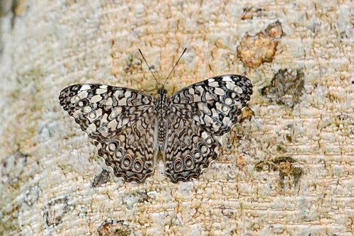 Gray Cracker