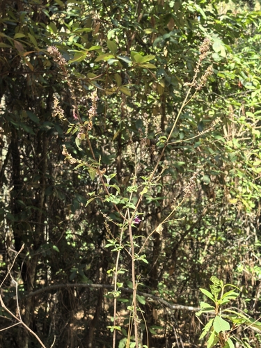Salvia iodantha, photograph 2