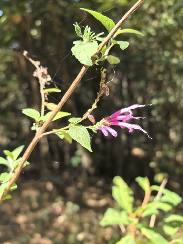 Salvia iodantha, photograph 3