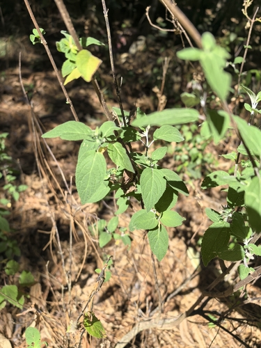 Salvia iodantha, photograph 4