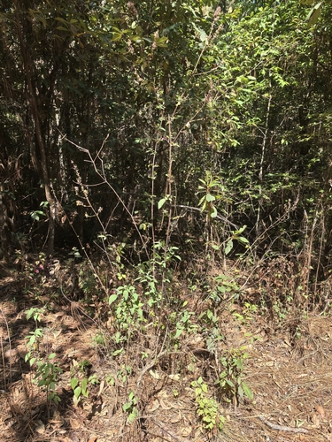 Salvia iodantha, photograph 5