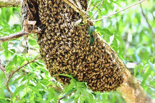 Western Honey Bee