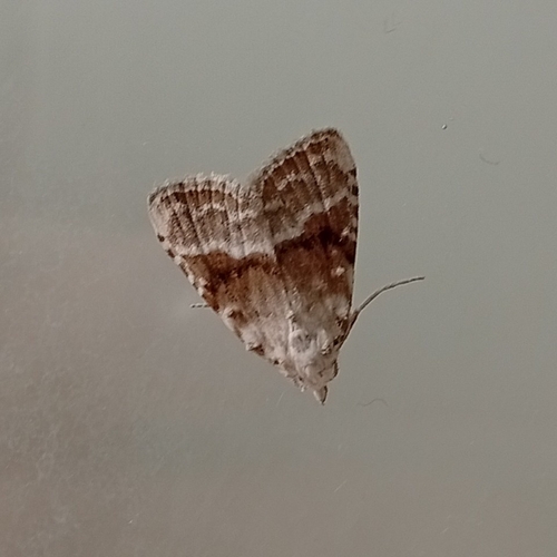 Kent Black Arches